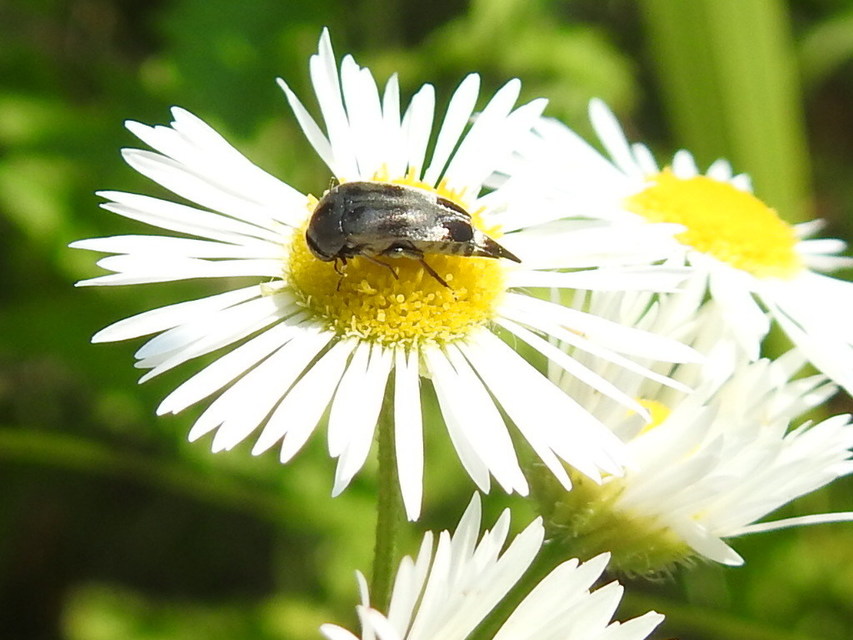 Variimorda villosa - szalagos maróka