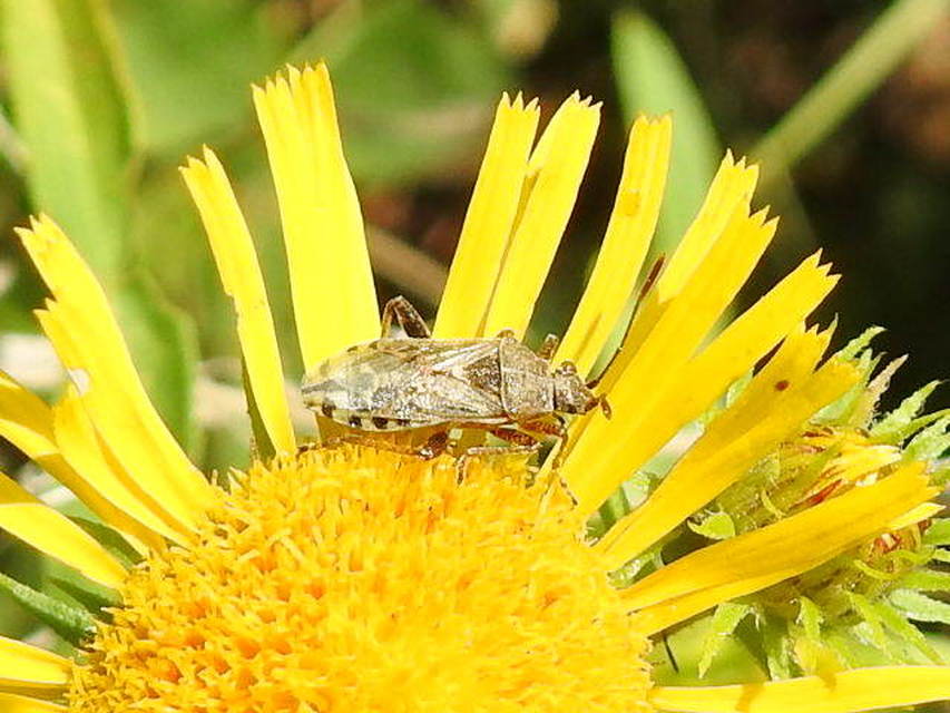 Stictopleurus Stictopleurus