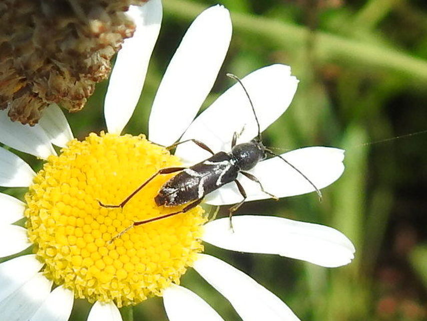 Chlorophorus sartor - feketevállú darázscincér