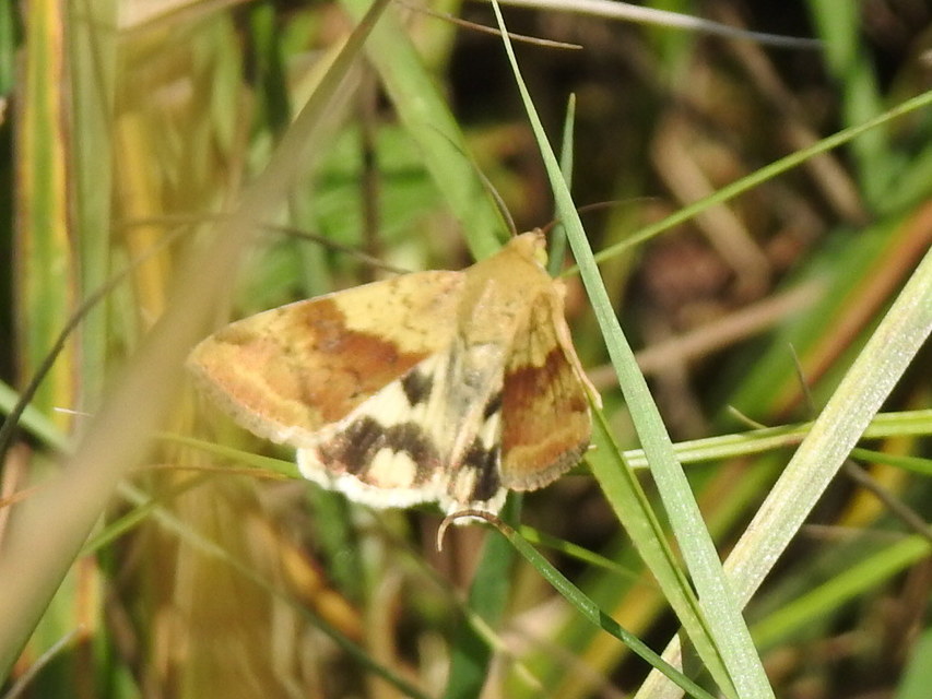 Heliothis adaucta - somkóróbagoly