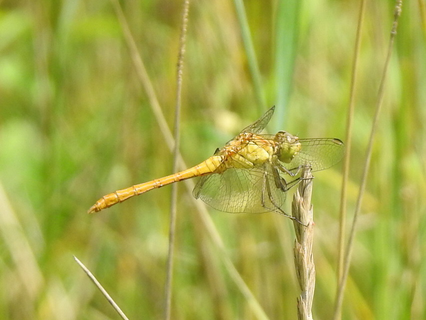 Sympetrum meridionale - fakó katona-szitakötő