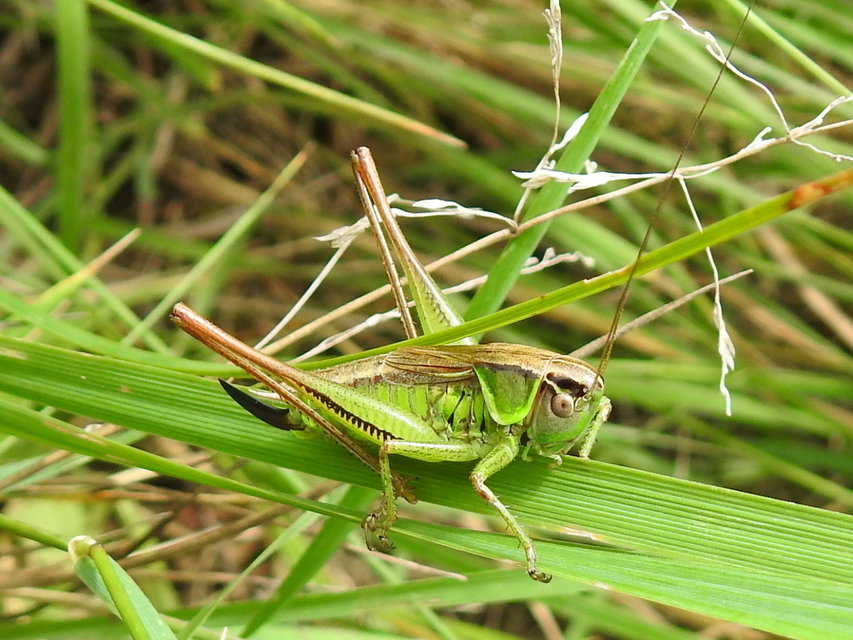 Roeseliana roeselii - Rösel-rétiszöcske