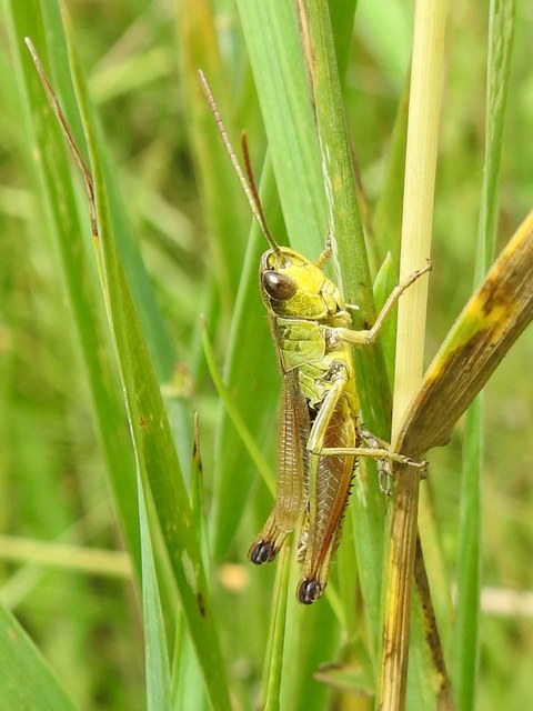 Pseudochorthippus parallelus - közönséges rétisáska