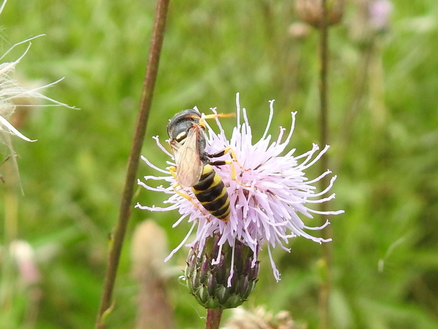 Philanthus triangulum - közönséges méhfarkas