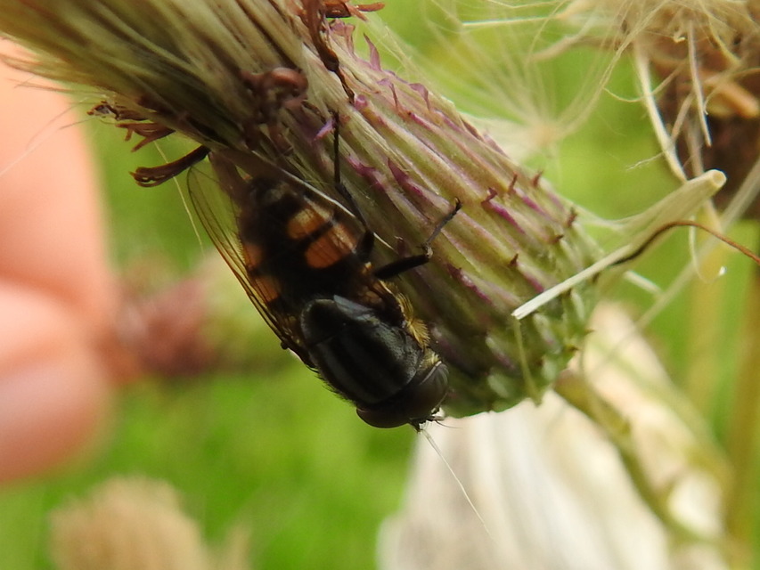 Stomorhina lunata - sáskaparazita légy