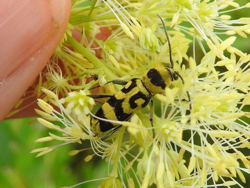 Chlorophorus varius - díszes darázscincér