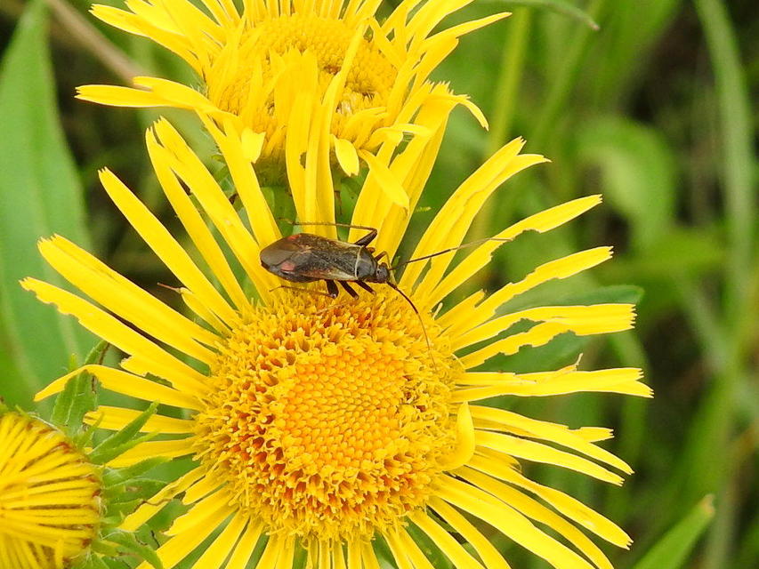 Adelphocoris seticornis - szegélyes mezeipoloska