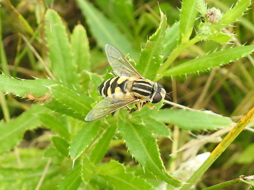 Helophilus trivittatus - nagy mocsárilégy