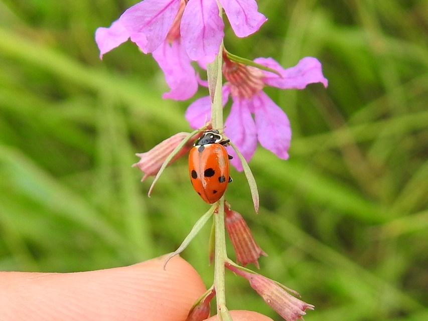Hippodamia variegata - tizenhárompettyes katica