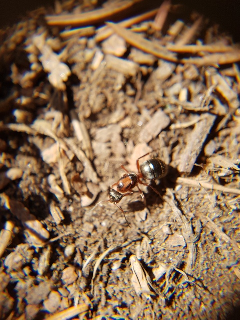 Formica rufibarbis - vörös rabszolgahangya