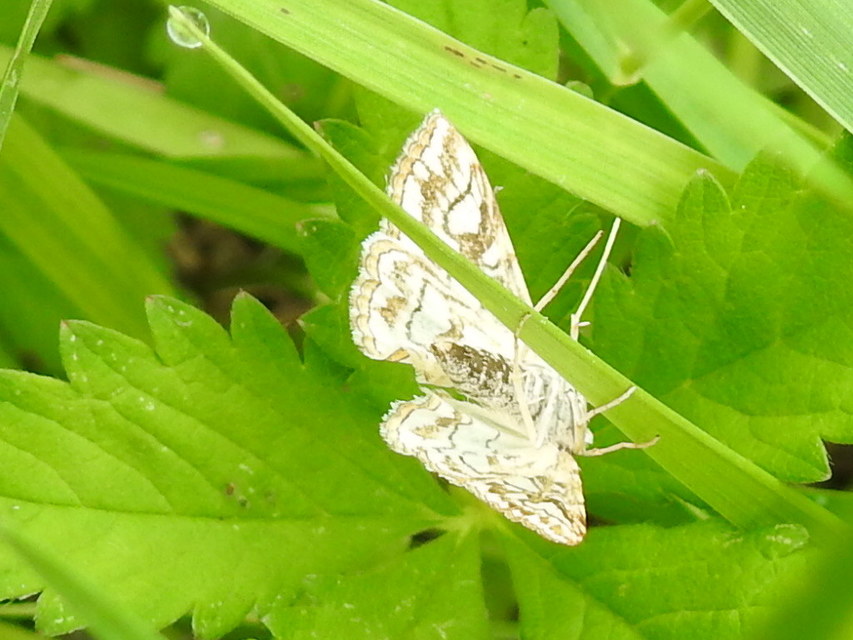 Elophila nymphaeata - tarka vízimoly