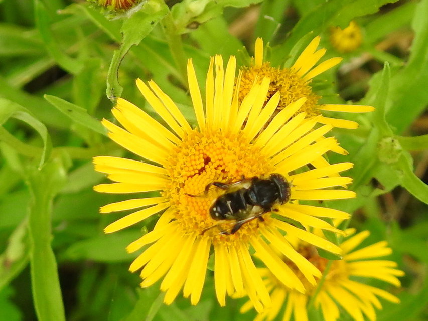 Eristalinus sepulchralis - fekete foltosszeműlégy