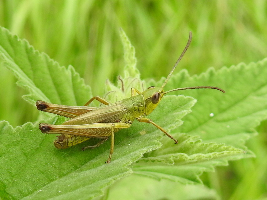 Pseudochorthippus parallelus - közönséges rétisáska