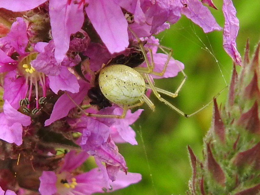 Enoplognatha ovata/latimana