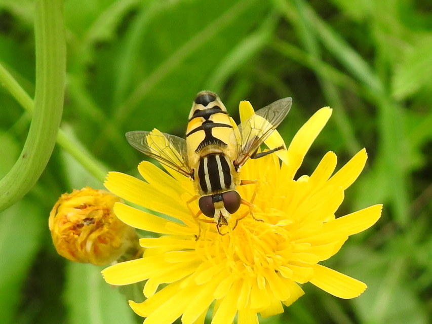 Helophilus trivittatus - nagy mocsárilégy