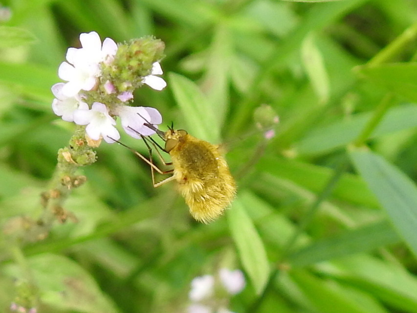 Bombylius fulvescens