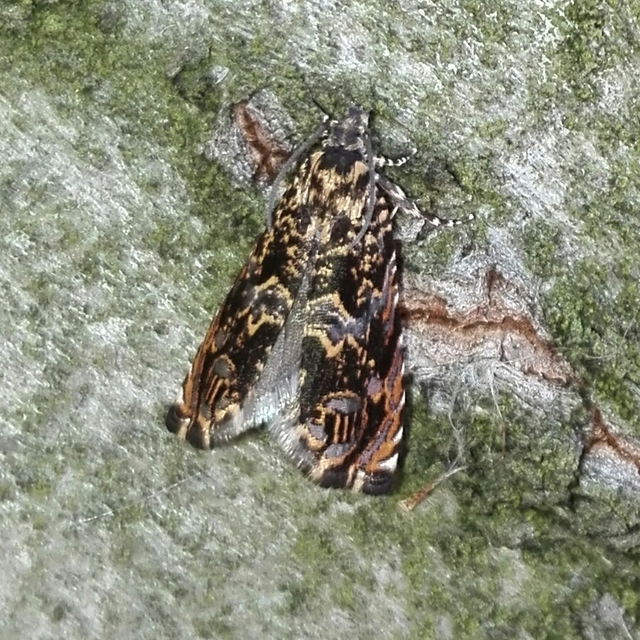 Enarmonia formosana - kéregmoly