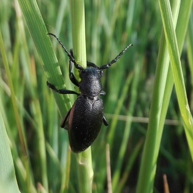 Dorcadion aethiops - fekete gyalogcincér