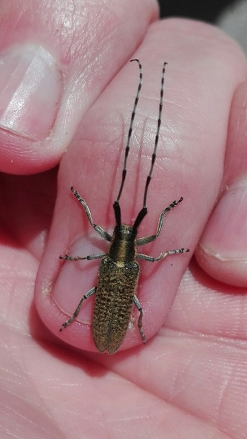 Agapanthia villosoviridescens - fehérgyűrűs bogáncscincér