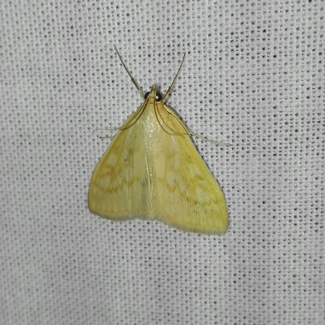 Sitochroa verticalis - világossárga dudvamoly