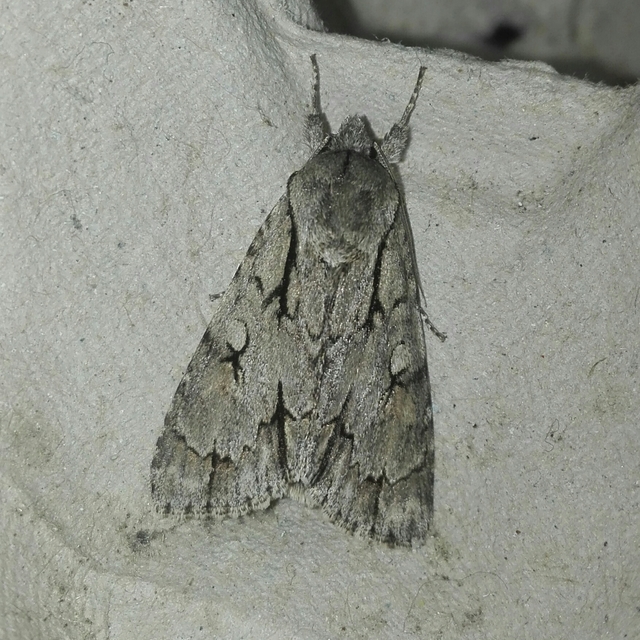 Acronicta cuspis/tridens/psi