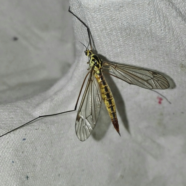 Nephrotoma submaculosa
