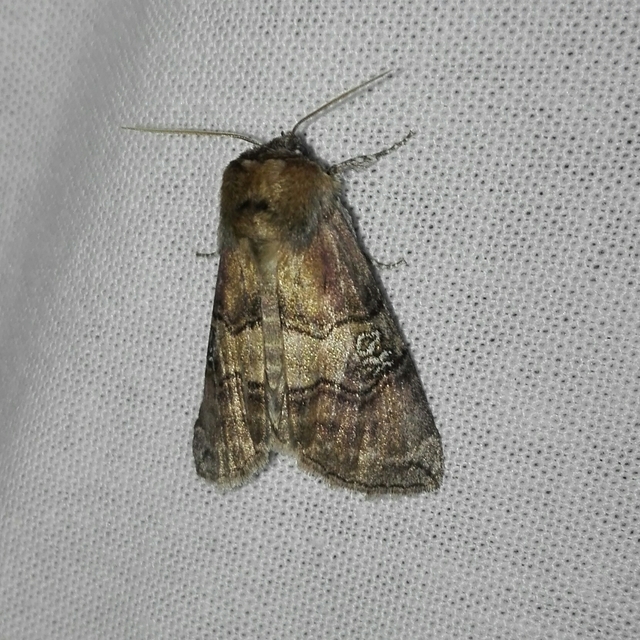 Tethea ocularis - pápaszemes pihésszövő