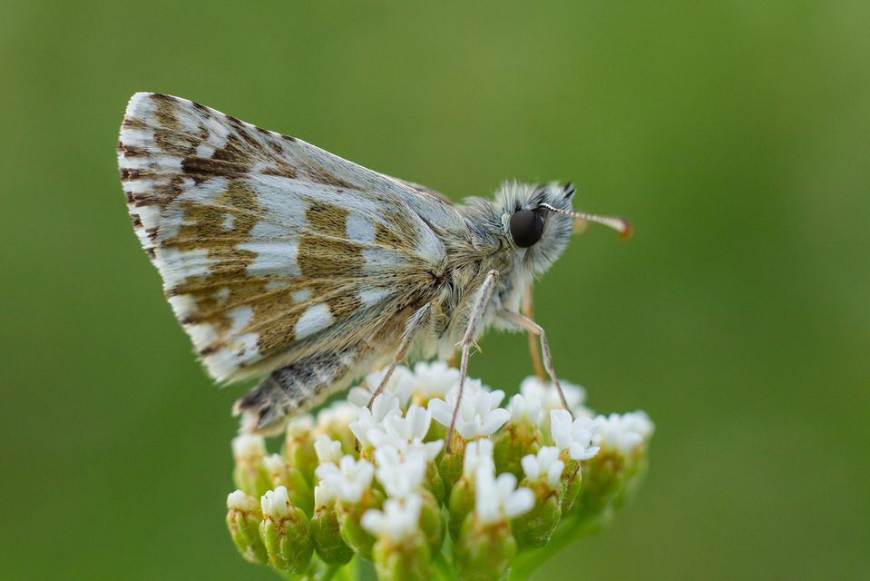Pyrgus armoricanus - feles busalepke