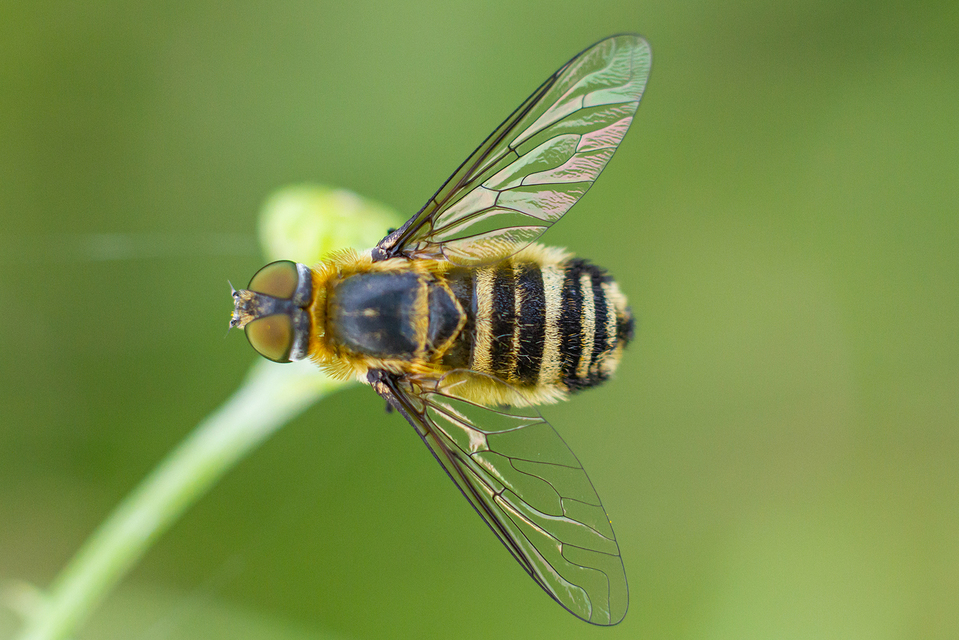 Villa cingulata