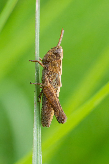 Chorthippus (Chorthippus) (subgenus)