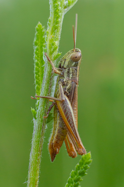 Euchorthippus declivus - rövidszárnyú rétisáska