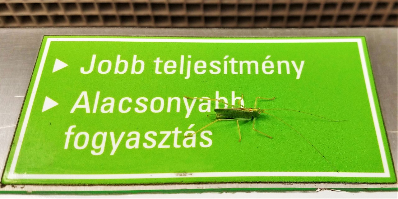 Meconema thalassinum - közönséges dobolószöcske