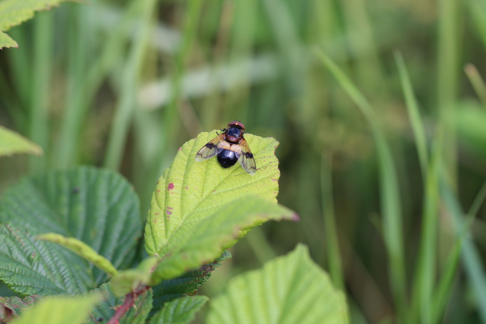 Volucella pellucens - üvegpotrohú pihelégy