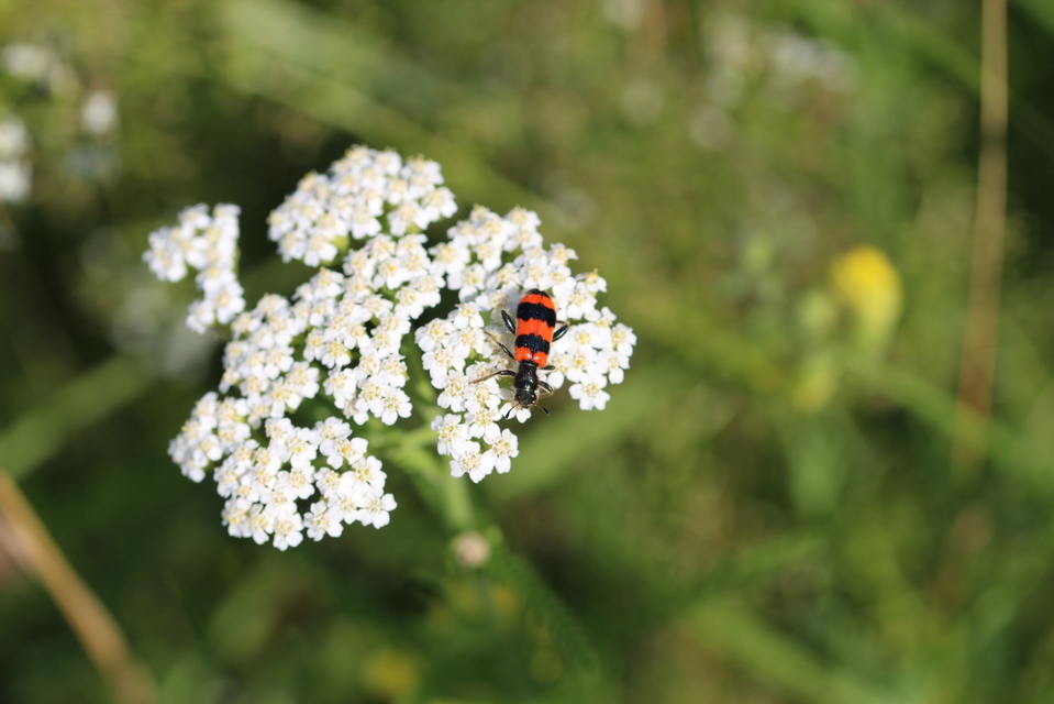 Trichodes apiarius - szalagos méhészbogár