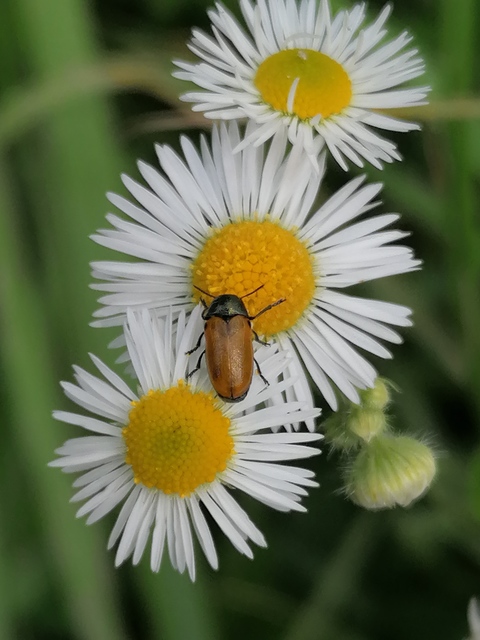 Labidostomis Labidostomis