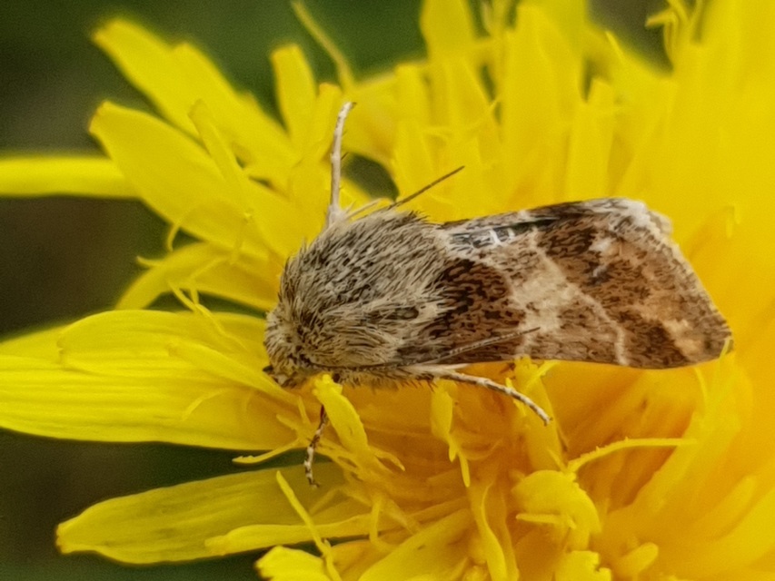 Schinia cognata - nyúlparéj-nappalibagoly