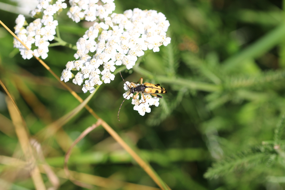 Rutpela maculata - tarkacsápú karcsúcincér