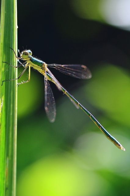 Lestes virens vestalis - kis rablószitakötő