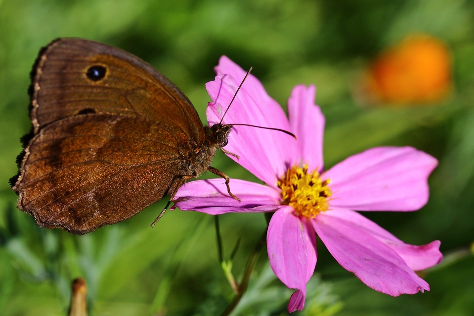 Minois dryas - fekete szemeslepke