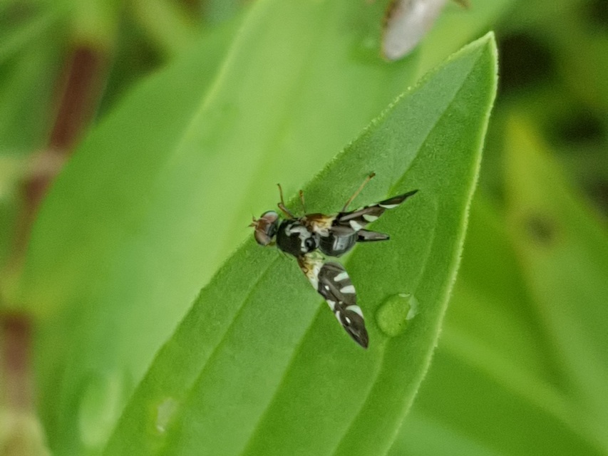 Aciura coryli
