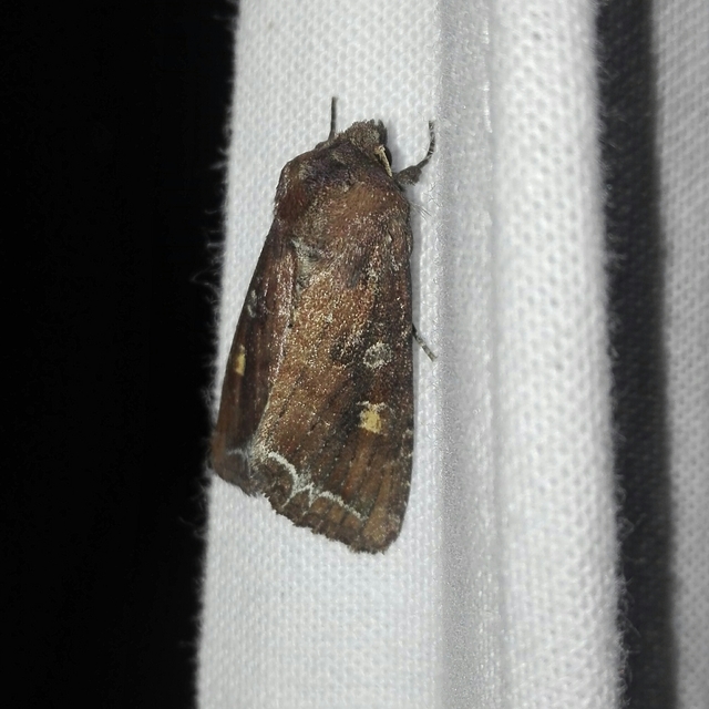 Lacanobia oleracea - saláta-kertibagoly