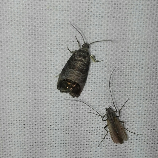 Cydia pomonella - almamoly