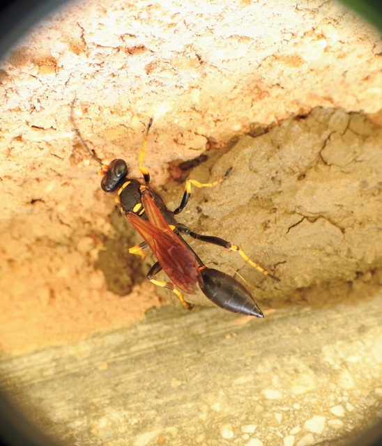 Sceliphron caementarium - feketenyelű lopódarázs