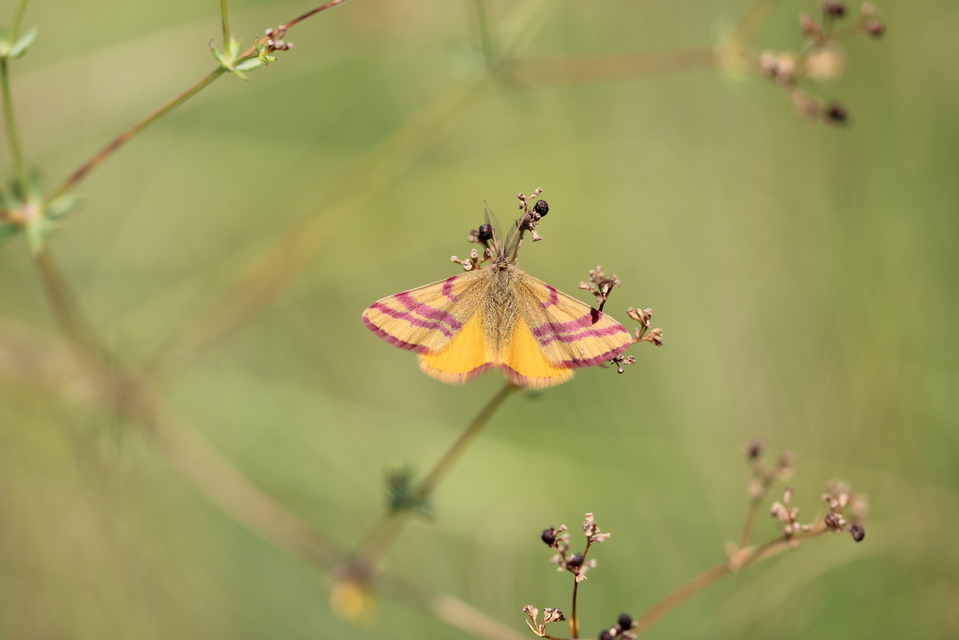 Lythria cruentaria - bíborcsíkos araszoló