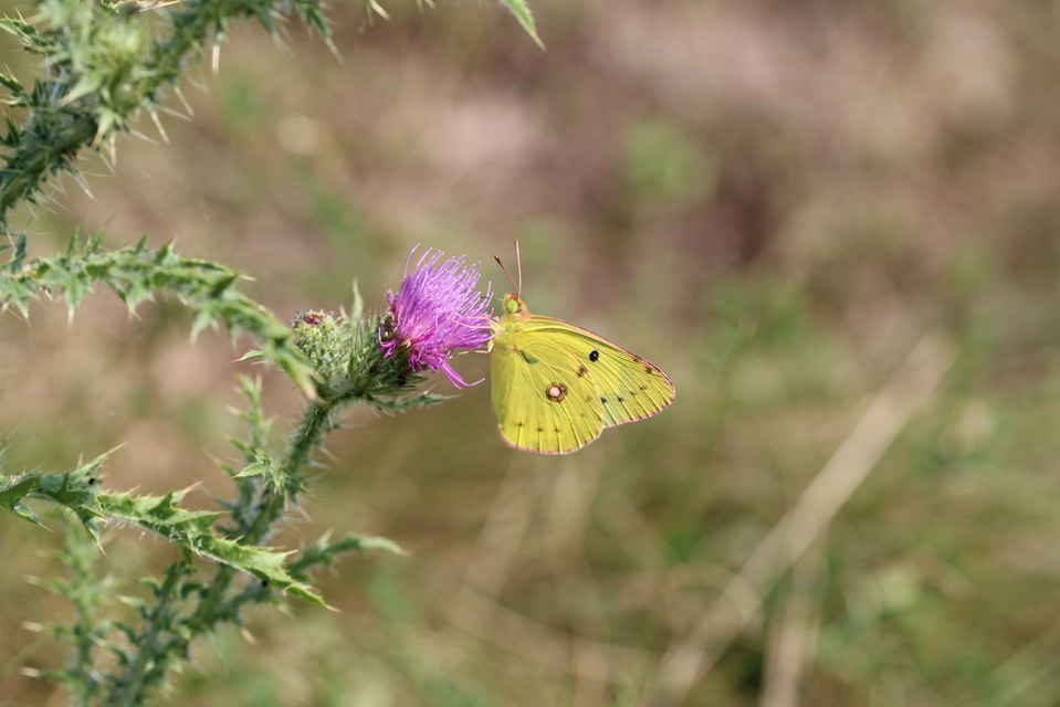 Colias erate - csángó-kéneslepke