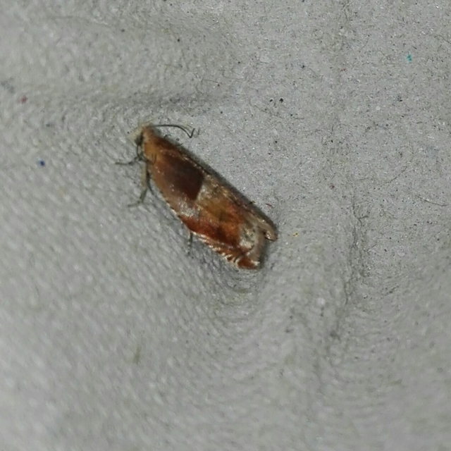Ancylis mitterbacheriana - tölgysodró horgasmoly