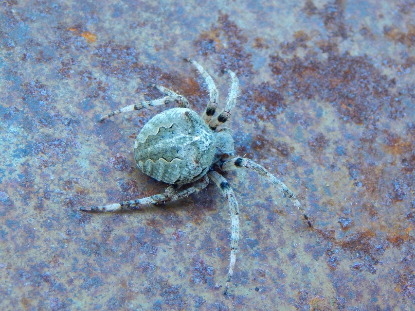 Araneus circe/angulatus