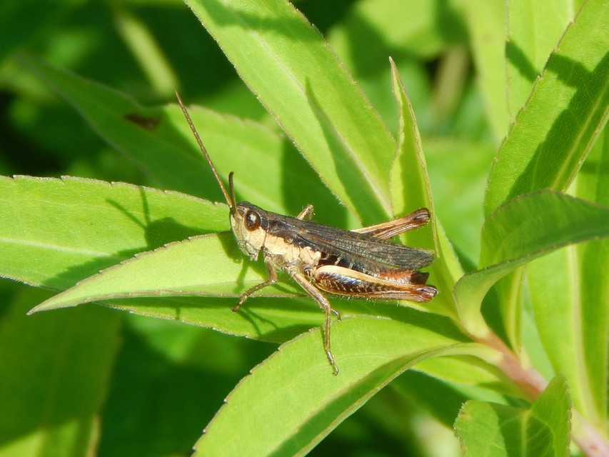 Chorthippus dorsatus - hátas rétisáska