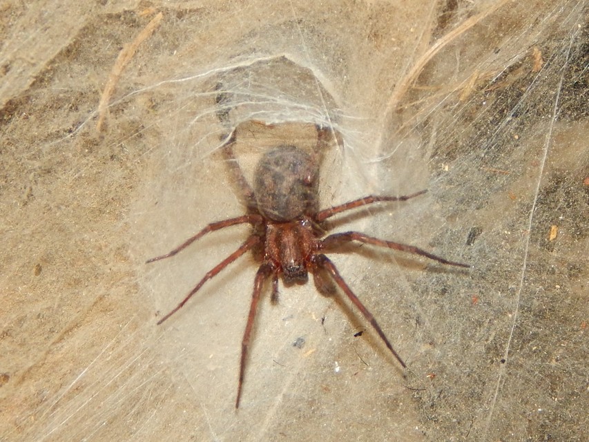 Tegenaria domestica - házi zugpók