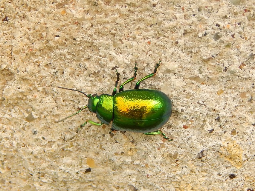 Chrysolina herbacea - zöld mentalevelész